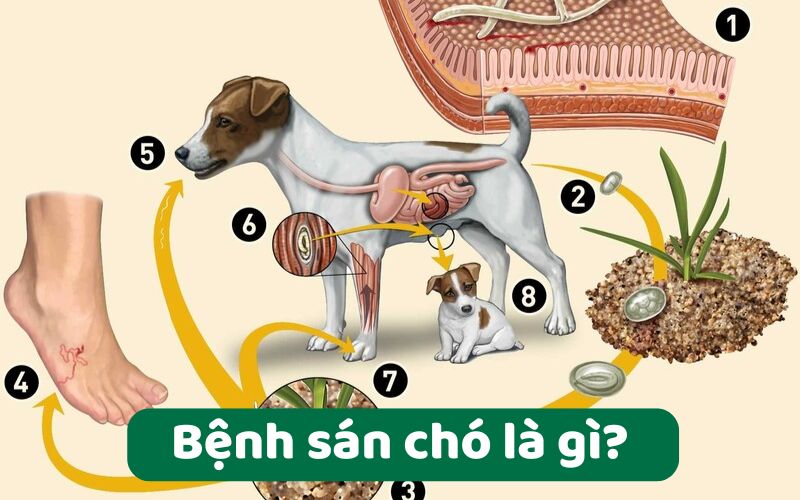 Bệnh sán chó 