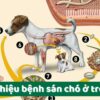 Dấu hiệu bệnh sán chó ở trẻ em