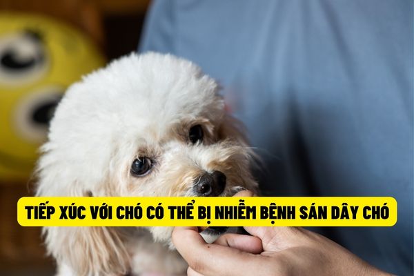 Tiếp xúc với chó bị sán 